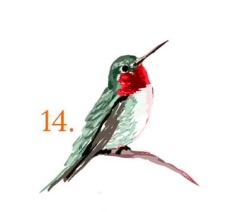 June's Hummingbird Flash #14
